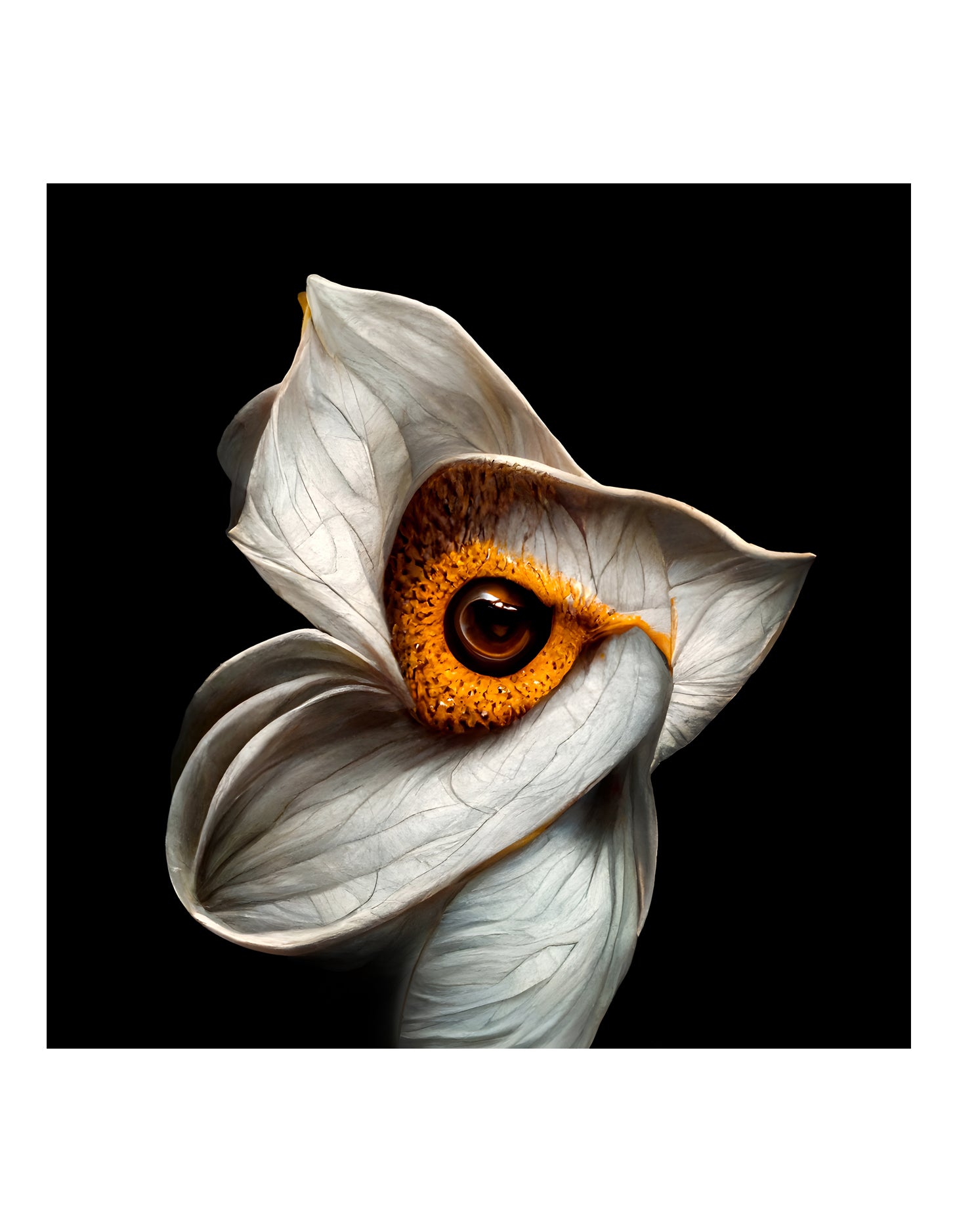 Mesmerized III By Soheil Hosseini - Code SHSA03MS